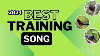 2025 BEST TRAINING SONG FOR TOWA TOWA | CURIO | BULLFINCH | PICOLET | CHESTNUT BELLIED SEED FINCH