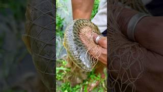 net ke ander se pakerliya snakehead fish(309) hindi fishing vlog #snakeheadfish