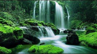 A Calmly Flowing Stream & The Pleasant Piano MelodyForest Piano Music to RELAXATION & HEALING SOUL