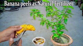 Easy and free fertilizer for any plants | Banana peel fertilizer