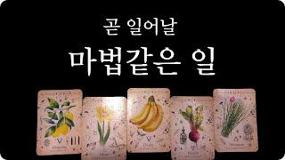 [타로]  곧 있을 마법같은 일   #타로운세#타로#특별한기회#운명#기회#영타로