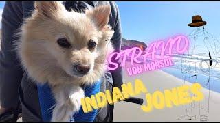 Traumstrand mit Hund in Andalusien #beach #beautiful