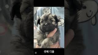"까미네 출산" #귀여운 #강아지 #새끼탄생 #출산 #쇼츠
