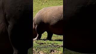 Why Hippos Are More Dangerous Than Lions||#viralvideos #shortsfeed