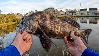 Catching BLACK DRUM In Neighborhood DRAINAGE POND???