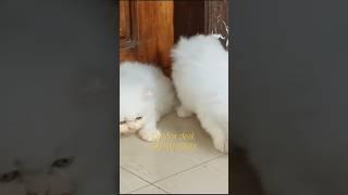 Cute white persian kittens available #youtubeshorts #shorts #persiancatslovers