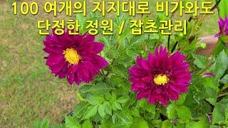 100 여개의 지지대로 비가와도 단정한 정원 / 잡초관리 Tidy garden / weed control even in rain with about 100 supports