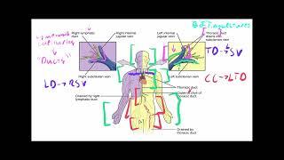 Anatomy & Physiology Crash Course Basic Immunology