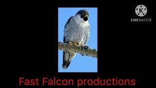 Fast Falcon productions