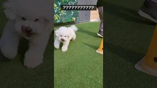 열심히 운동하는 비숑  #강아지 #다이어트 #vlog