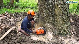 Cutting of a large trembesi tree by the river - stihl ms 881 chainsaw