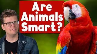 What Makes An Animal Smart?