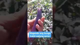 Maganda ang bunga kahit walang spray #farming #agriculture