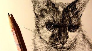 ASMR | Pencil Drawing 104 | My friend's cat