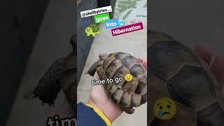 I put my TORTOISE in a FRIDGE ! #shorts #tortoise #turtle #cute #hibernate #hibernation