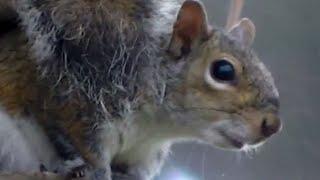 Squirrel: Speak To Squirrels