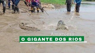 O MAIOR JACARÉ DA AMAZÔNIA NA REDE DE PESCA/ACAMPAMENTO DE SELVA/MANEJO SUSTENTÁVEL DE PIRARUCU.