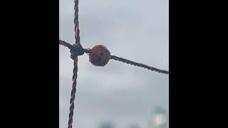 #ladybug #ladybugs #ladybird #ladybirds #literally #walking #the #tightrope #upsidedown #curly #legs