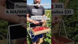Америка Огород Клубника #usa #shorts #жизньвсша #грядки #garden #strawberry