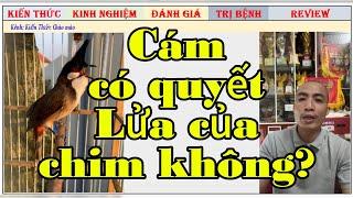 Cám có quyết định độ lửa của Chim Chào mào Đấu hay không?