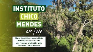 Maior jequitibá-rosa da Mata Atlântica é encontrado em reserva protegida pelo Instituto Chico Mendes