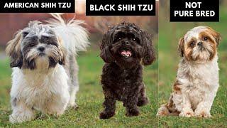 8 Different Types of Shih Tzu and How You can Identify Them?