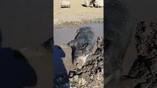 big Ole pig fest....#ranchlife #piggy #mudbath