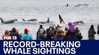 Record-breaking year for whale sightings in the Pacific Northwest, report | FOX 13 Seattle