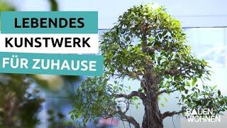 Bonsai - ein lebendes Kunstwerk für Zuhause