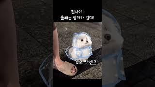 벌써 장마가 시작이래요! 강아지들도 준비