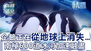 企鵝正在從地球上消失...南極600多道「末日冰河」加速融盡 Antarctica: Life on a Melting Continent  @1001taiwanstories