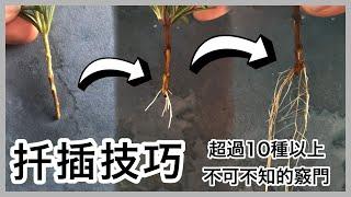 植物要怎麼扦插，成功生根的關鍵  Propagate Plants from Cuttings