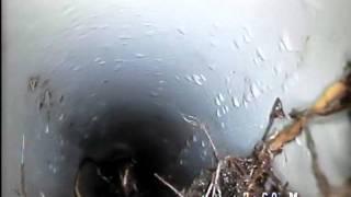 Inspección de tuberias con cámara de tv. Raices