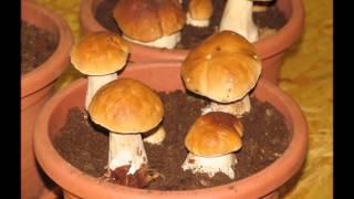 Porcini growth movie