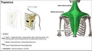 Muscles of the Shoulder Girdle EXPLAINED | Origin, Insertion, Action, & More