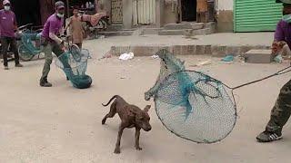 DoG CATCHING in Karachi Pakistan