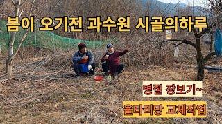 봄이오기전 과수원 시골의하루~!! 울타리망교체작업,명절장보기 #시골살이#시골생활