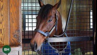 Legends of the Land: Coolmore America at Ashford Stud