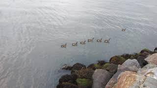 Ducks at City Island, Bronx,NY