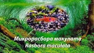 Микрорасбора макулата / Rasbora maculata