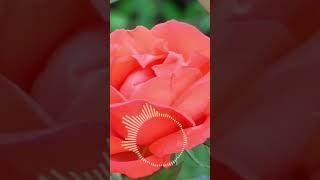 Beautiful Recitation of Surah Al-Ikhlas | Heart Soothing Quranic Verse