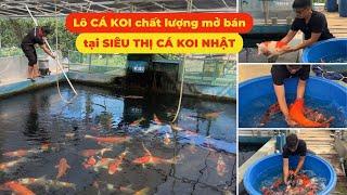 Những lô CÁ KOI chất lượng tại SIÊU THỊ CÁ KOI NHẬT