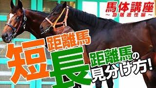 【馬体講座】短距離馬と長距離馬の見分け方！某大手牧場の元スタッフによる馬体講座PART1 2019【競馬予想】