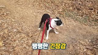 궁둥이 힘주고 대드는 환딤이와 기싸움