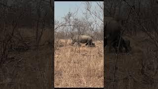 Cute baby Rhino #nature #baby #cute #rhino