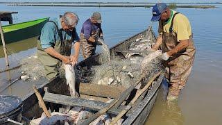 Pescas de bagres, 14-11-24,  Projeto do Automonitoramento, Imbé, RS. #catfish #pesca #bagre #fish