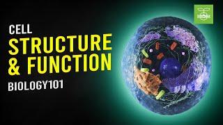 Cell Structure and Function | Biology101