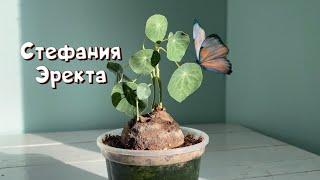 Stephania Erecta. Уход и выращивание Стефании Эректа.