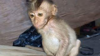 P00R BABY MONKEY