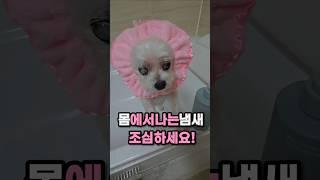 몸에서 나는 냄새로 건강 체크하세요!  #건강이최고다 #강아지 #하루또이틀 #cute #dogshorts